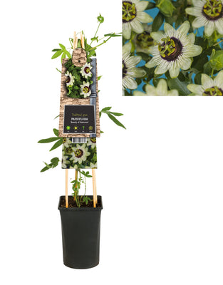 Klimplant Passiflora Beauty of Hannover (passiebloem)