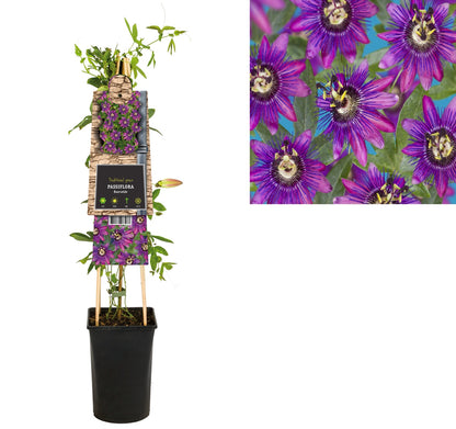 Klimplant Passiflora Beervelde (passiebloem) - Klimplanten