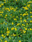 Penningskruid (Lysimachia num. 'Aurea Goldilocks') - Tuinplanten