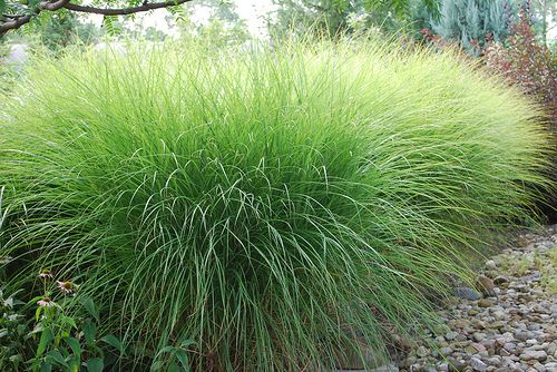 Prachtgriet (Miscanthus  sinensis 'Gracillimus') - Tuinplanten