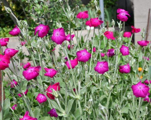 Prikneus (Lychnis coronaria) - Tuinplanten