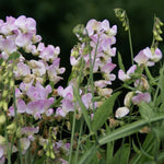 Pronkerwt (Lathyrus latifolius 'Pink Pearl') - Tuinplanten