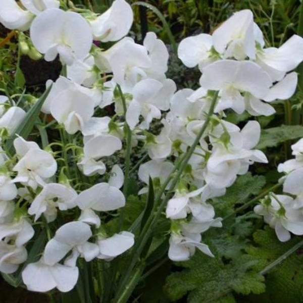 Pronkerwt (Lathyrus latifolius 'White Pearl') - Tuinplanten