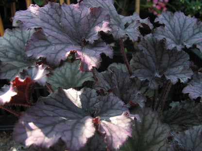 Purpurglöckchen (Heuchera 'Black Pearl') - Gartenpflanzen