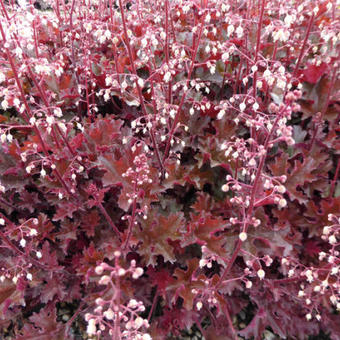 Purperklokje (Heuchera 'Crimson Curls') - Tuinplanten