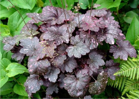 Purperklokje (Heuchera 'Midnight Rose') - Tuinplanten