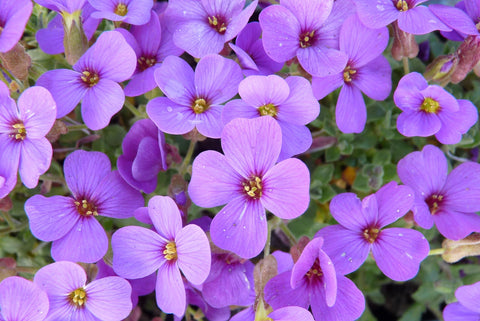 Randjesbloem (Aubrieta 'Hamburger Stadtpark')