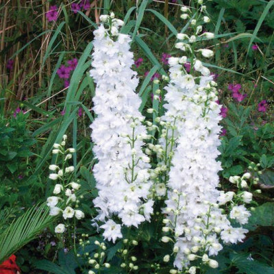 Ridderspoor (Delphinium (P) 'Galahad')