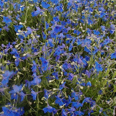 Ridderspoor (Delphinium grand. 'Butterfly')