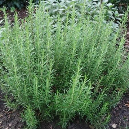 Rosemarijn (Rosmarinus officinalis) - Tuinplanten