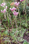 Rozenkransje (Antennaria dioica) - Tuinplanten