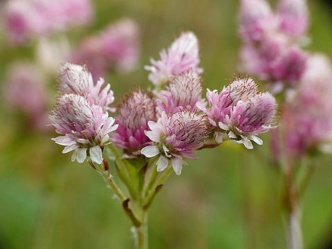 Rozenkransje (Antennaria dioica)