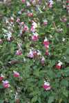 Salie (Salvia microphylla 'Hotlips') - Tuinplanten