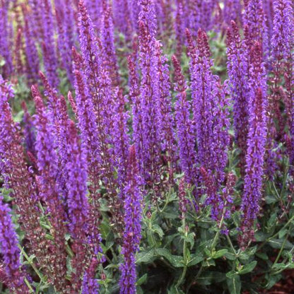 Salie (Salvia nemorosa 'Blaukönigin') - Tuinplanten