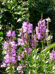 Scharnierplant (Physostegia virginiana 'Bouquet Rose') - Tuinplanten