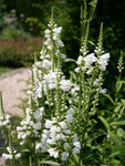 Scharnierplant (Physostegia virginiana 'Summer Snow') - Tuinplanten