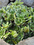 Schilderverdriet (Saxifraga cotyledon var. Pyramidalis) - Tuinplanten