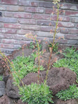 Schilderverdriet (Saxifraga cotyledon var. Pyramidalis)