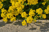 Schildzaad (Alyssum montanum 'Berggold') - Tuinplanten