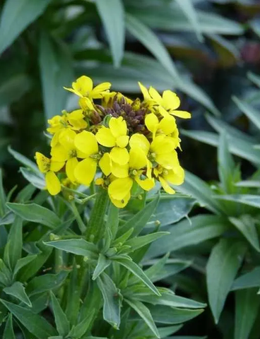 Schildzaad (Alyssum montanum 'Berggold')