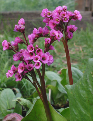 Schoenlappersplant (Bergenia cordifolia 'Purpurea')