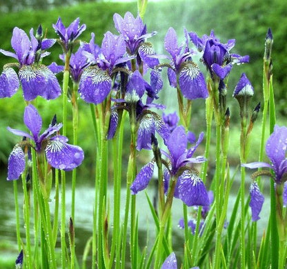 Siberische lis (Iris sibirica 'Blue King') - Tuinplanten