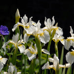 Siberische lis (Iris sibirica 'Snow Queen') - Tuinplanten