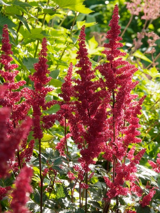 Spirea (Astilbe (A) 'Fanal') - Tuinplanten