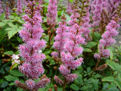 Spirea (Astilbe chinensis 'Pumila') - Tuinplanten