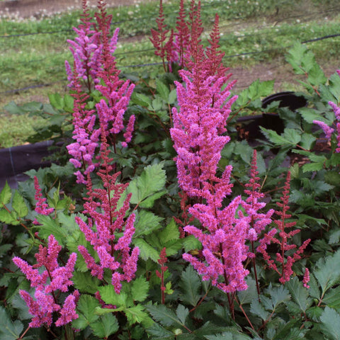 Spirea (Astilbe chinensis 'Vision Red') - Tuinplanten