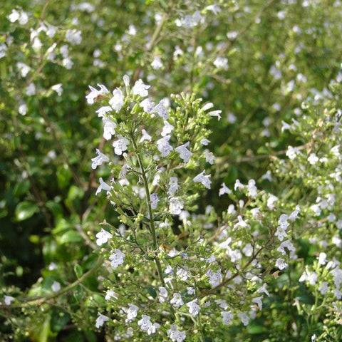 Steentijm (Calamintha nepeta ssp. Nepeta) - Tuinplanten