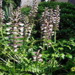 Stekelige berenklauw (Acanthus mollis 'Latifolius') - Tuinplanten