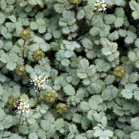 Stekelnootje (Acaena buchananii) - Tuinplanten