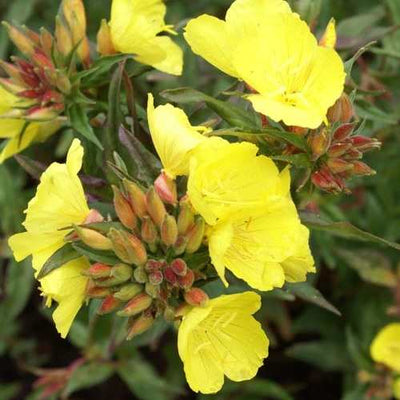 Teunisbloem (Oenothera fruticosa ssp. Glauca)