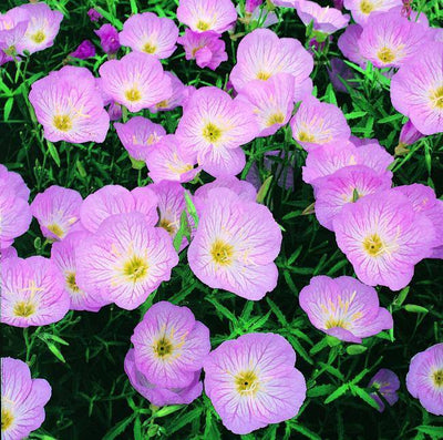 Teunisbloem (Oenothera speciosa 'Siskiyou')