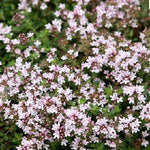 Tijm (Thymus praecox 'Pink Chintz') - Tuinplanten