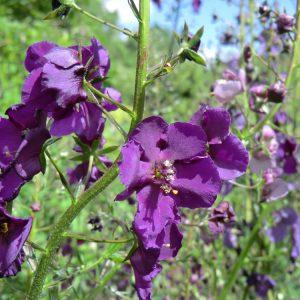 Toorts (Verbascum phoeniceum) - Tuinplanten