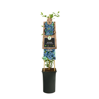 Klimplant Vaccinium corymbosum Goldtraube (bosbes) - Klimplanten