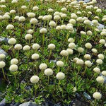 Vedermos (Leptinella squalida) - Tuinplanten