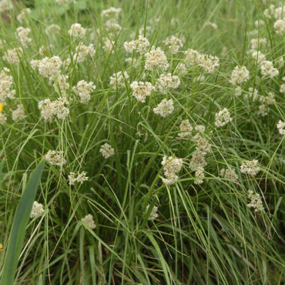 Veldbies (Luzula nivea) - Tuinplanten