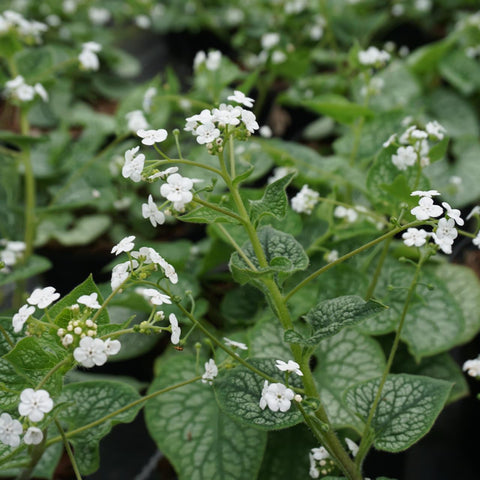 Vergeet-mij-niet (Brunnera macrophylla 'Berrty Browing') - Tuinplanten