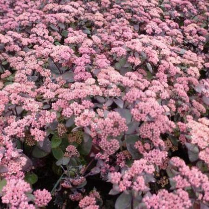 Vetkruid (Sedum hybride 'Karfunkelstein') - Tuinplanten