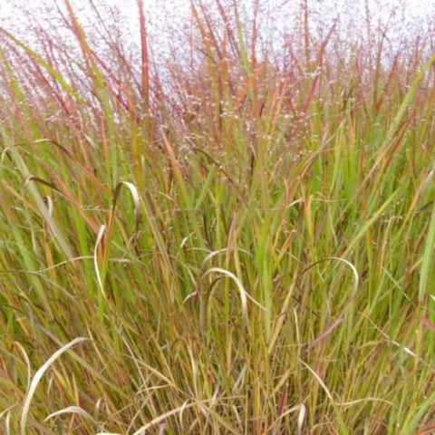 Vingergras (Panicum virg. 'Rotstrahlbusch') - Tuinplanten