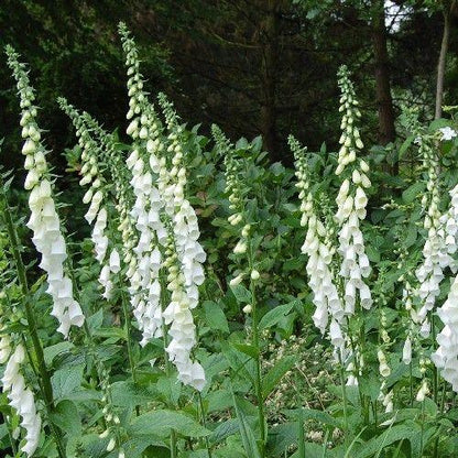 Vingerhoedskruid (Digitalis purpurea ‘Alba') - Tuinplanten