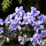 Viooltje (Viola labradorica) - Tuinplanten