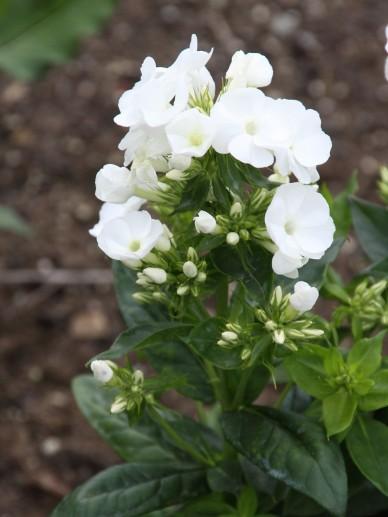 Vlambloem (Phlox (P) 'White Admiral') - Tuinplanten