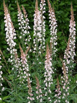 Vlasleeuwenbek (Linaria purpurea 'Canon J. Went') - Tuinplanten