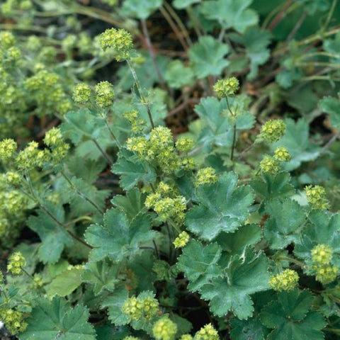 Vrouwenmantel (Alchemilla erythropoda) - Tuinplanten