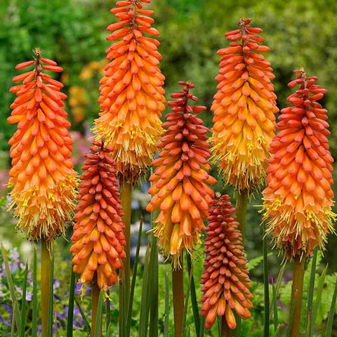 Vuurpijl (Kniphofia 'Alcazar') - Tuinplanten