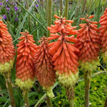 Vuurpijl (Kniphofia 'Royal Standard') - Tuinplanten